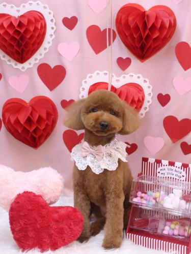 20240221かぐらちゃん